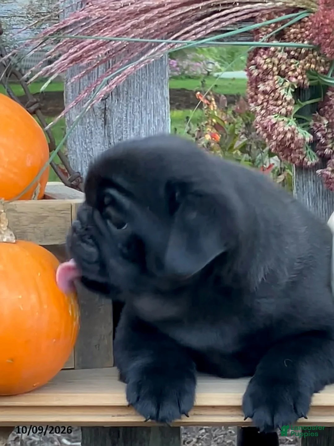 Pug dogs for sale: Cargo - Ad 4