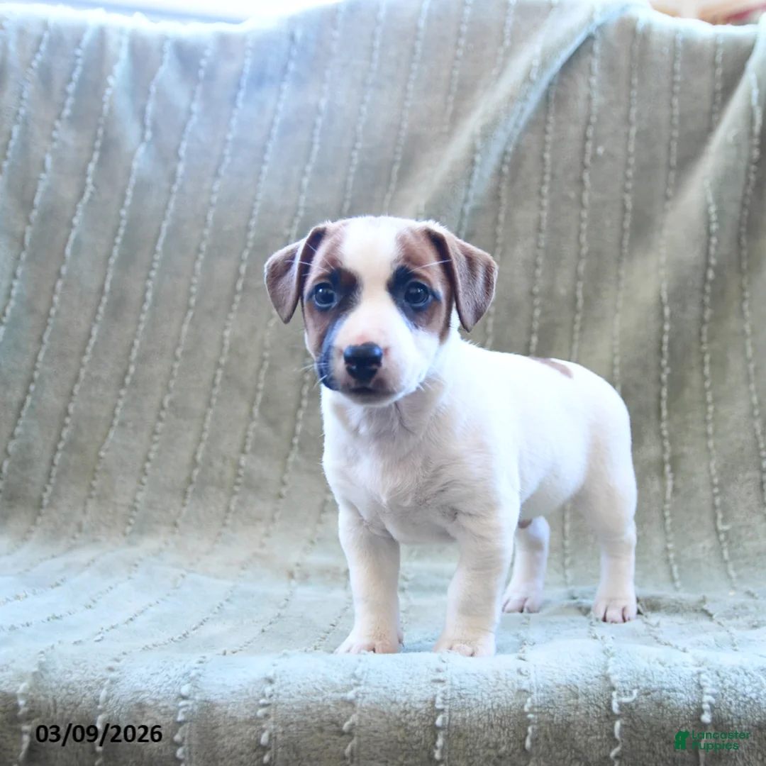 Jack Russell Terrier dogs for sale: Willie - Ad 2