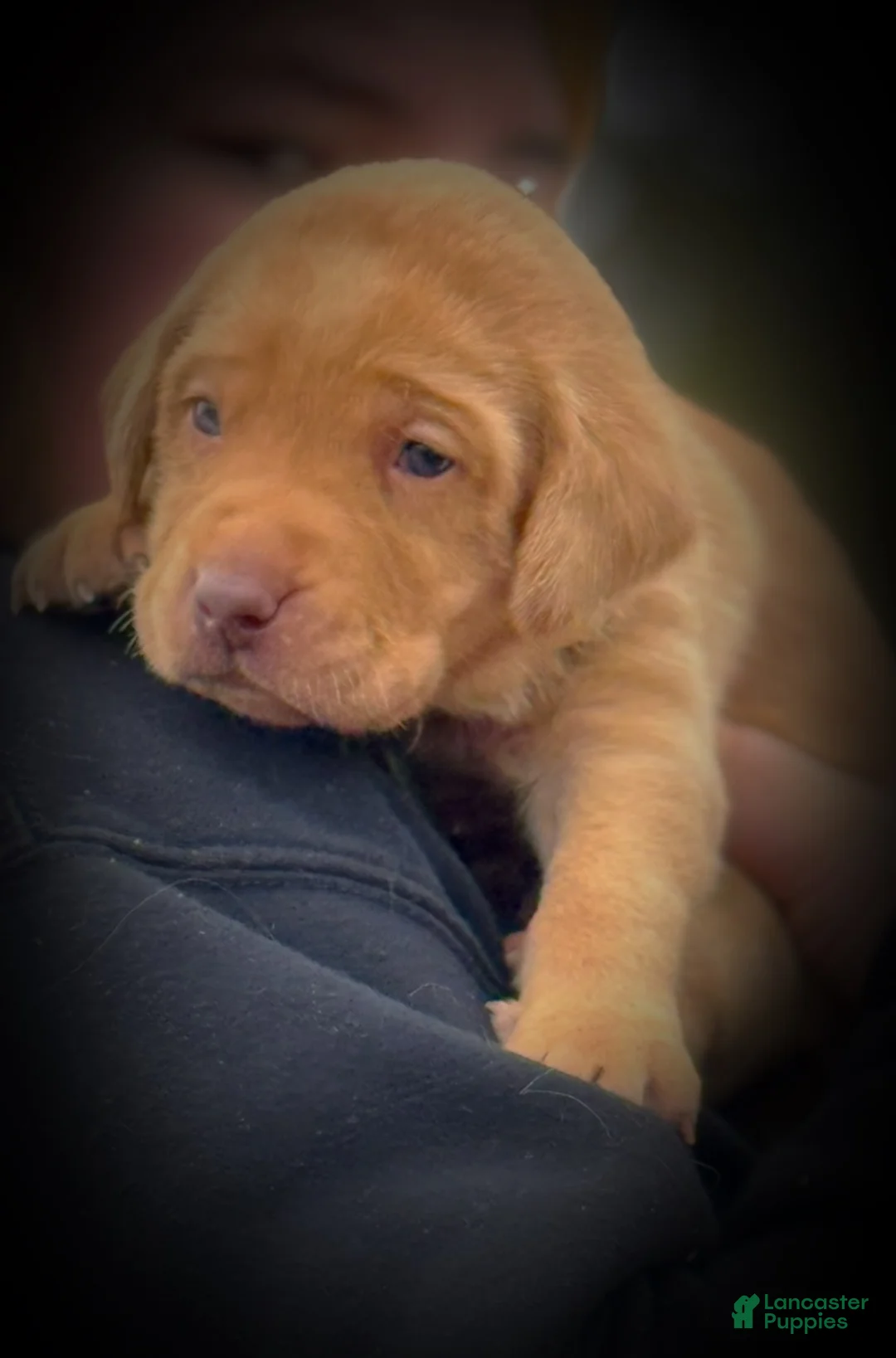 Lakeland Terrier dogs for sale: Labrador retriever - Ad 21