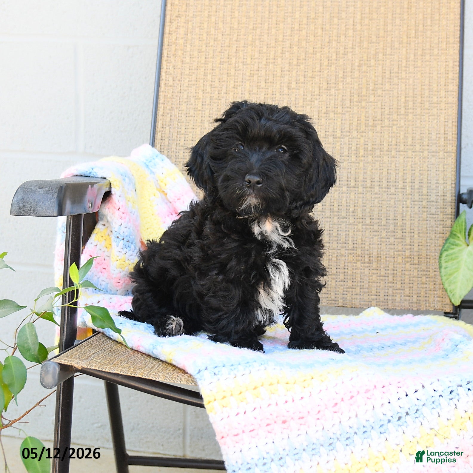 Havapoo dogs Bouncer - Ad 1