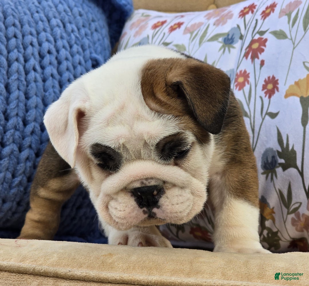 English Bulldog dogs for sale: Buddy - Ad 4