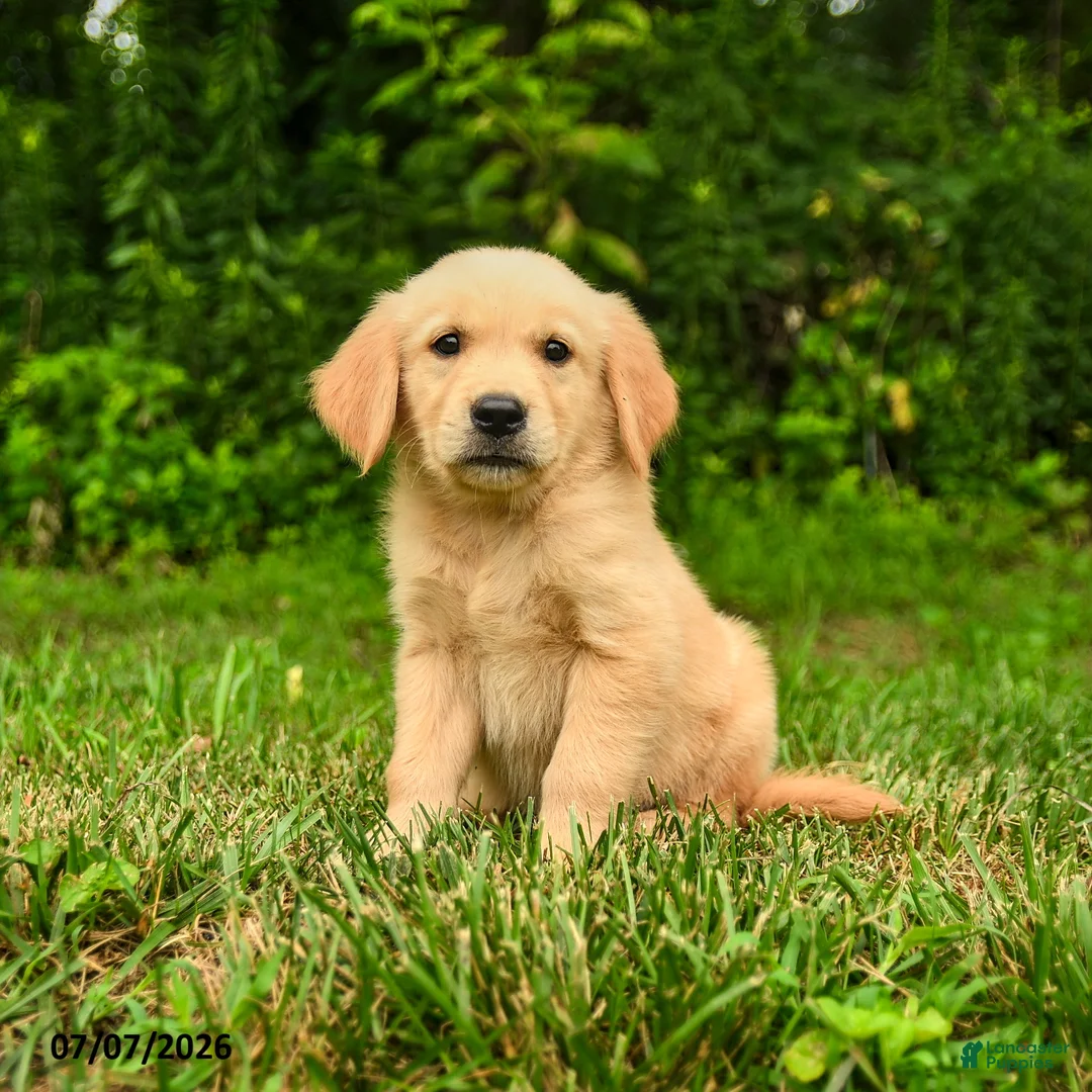 Golden Retriever dogs for sale: Miles - Ad 6
