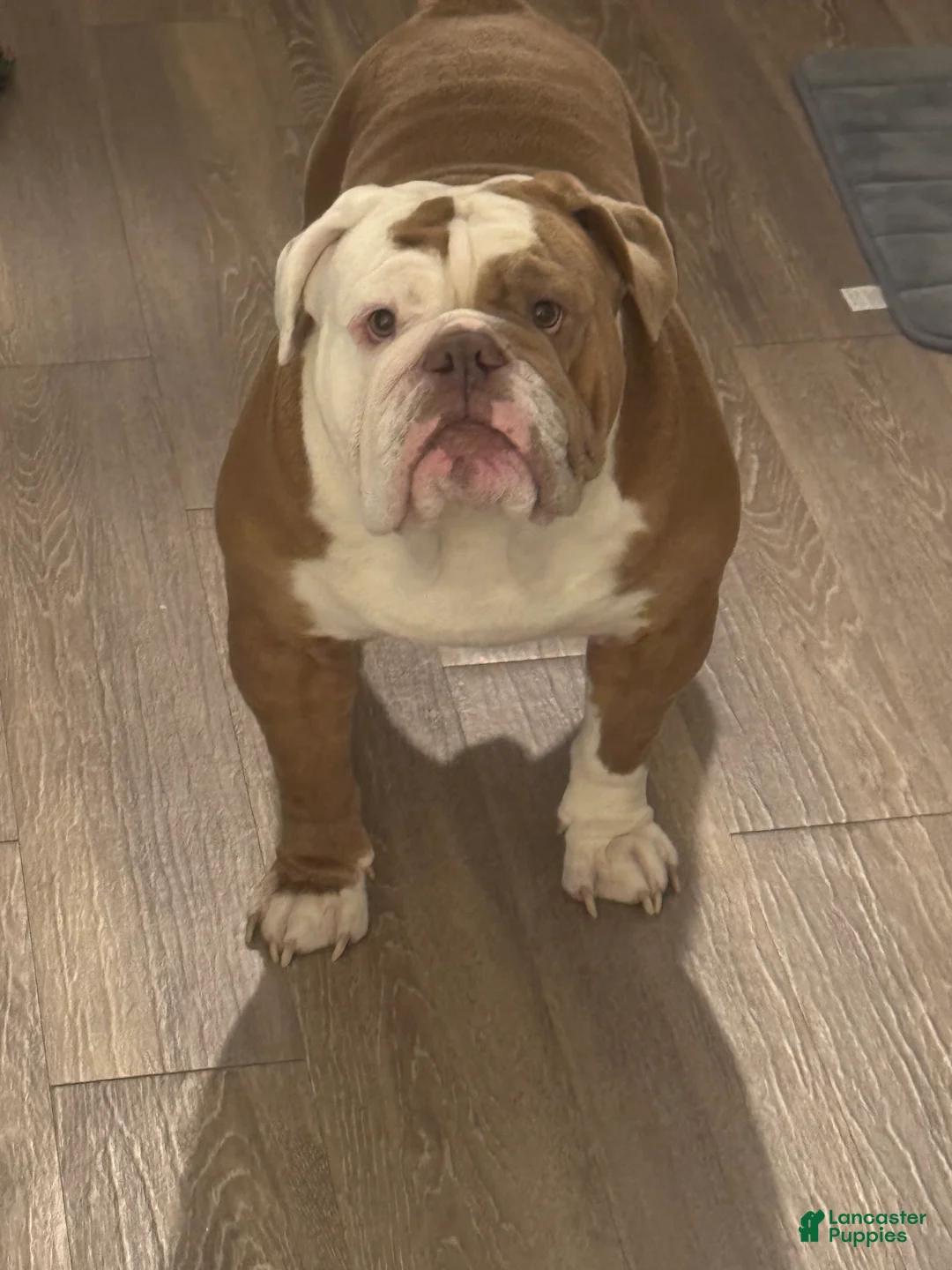 English Bulldog dogs for stud: English Bulldog - Ad 1