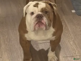 English Bulldog dogs English Bulldog - Ad 4