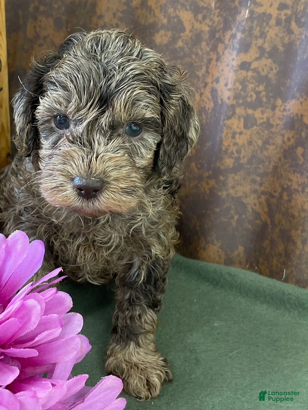 Labradoodle dogs for sale: Layla - Ad 2