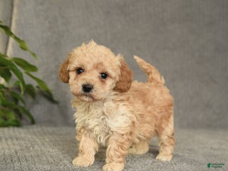 Cockapoo dogs for sale: Taffy - Ad 4