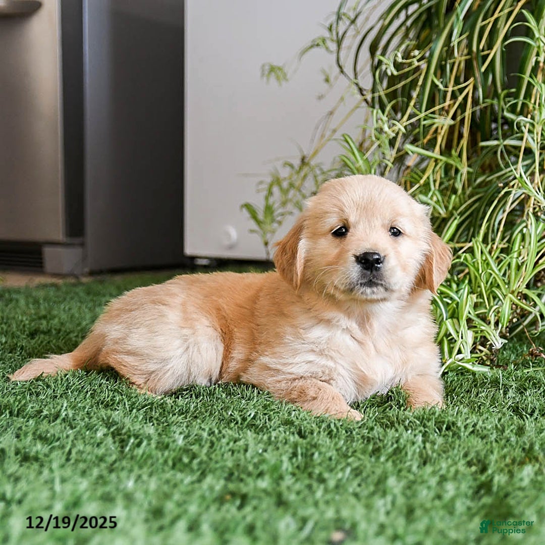 Golden Retriever dogs for sale: Macy - Ad 3