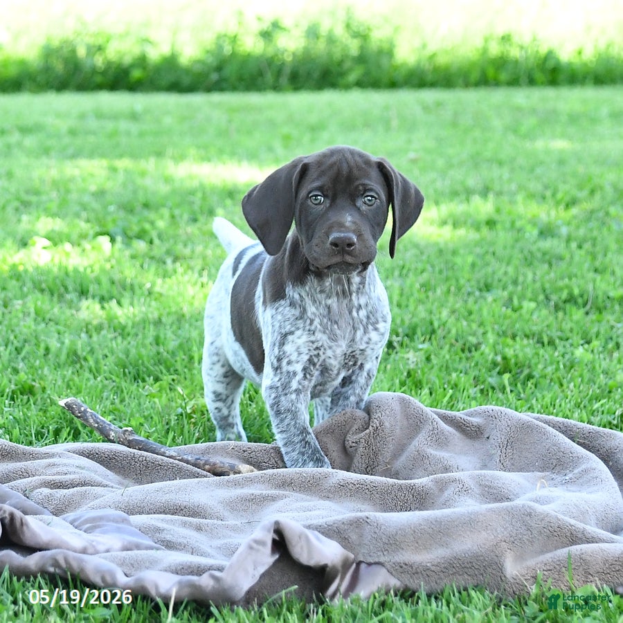 German Shorthaired Pointer dogs Rusty - Ad 2