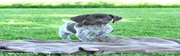 German Shorthaired Pointer dogs for sale: Rusty - Ad 2