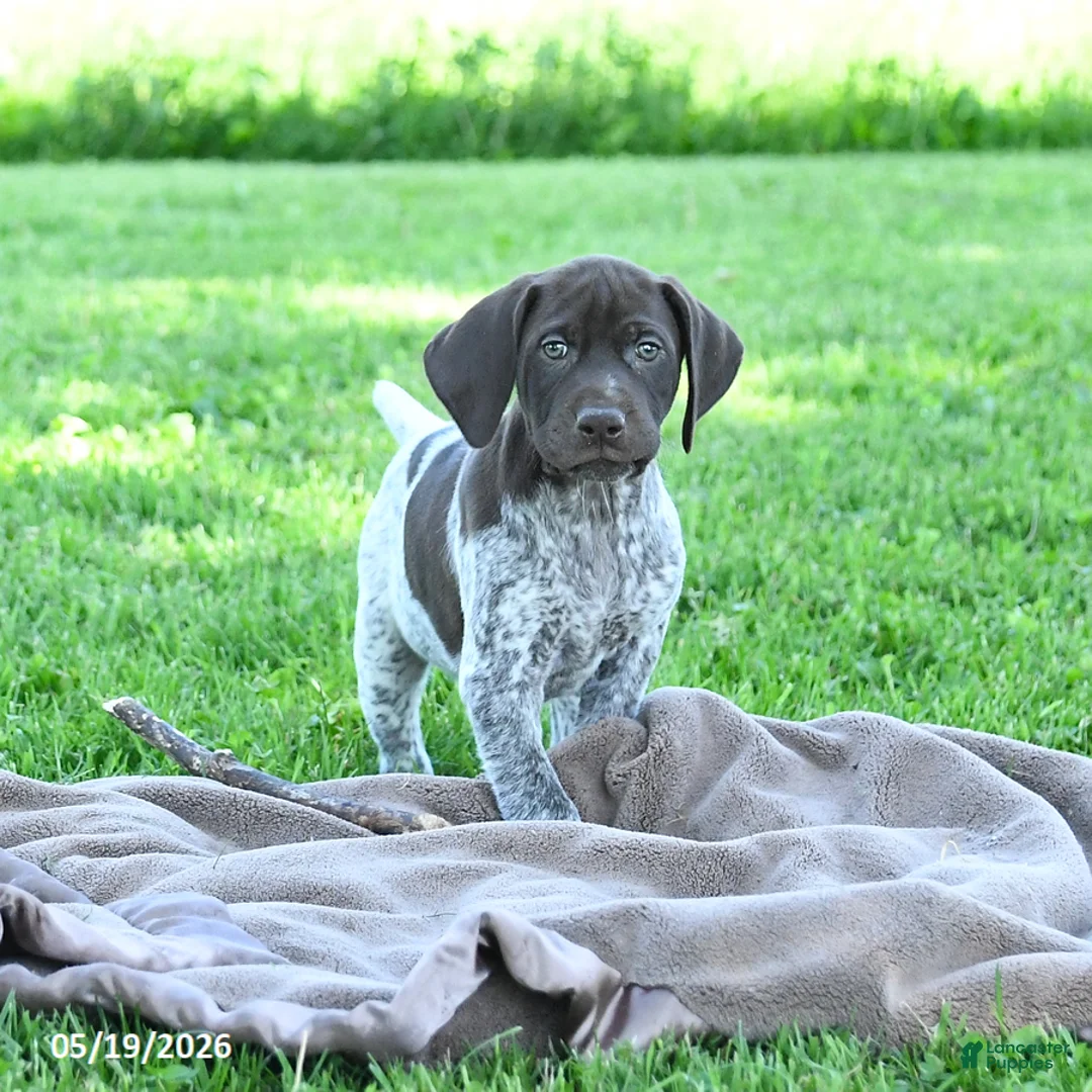 German Shorthaired Pointer dogs for sale: Rusty - Ad 2