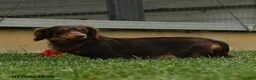 Miniature Dachshund dogs for sale: Sneakers - Ad 4