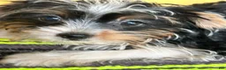 Yorkshire Terrier dogs for sale: Yorkshire Terrier 2 - Ad 6