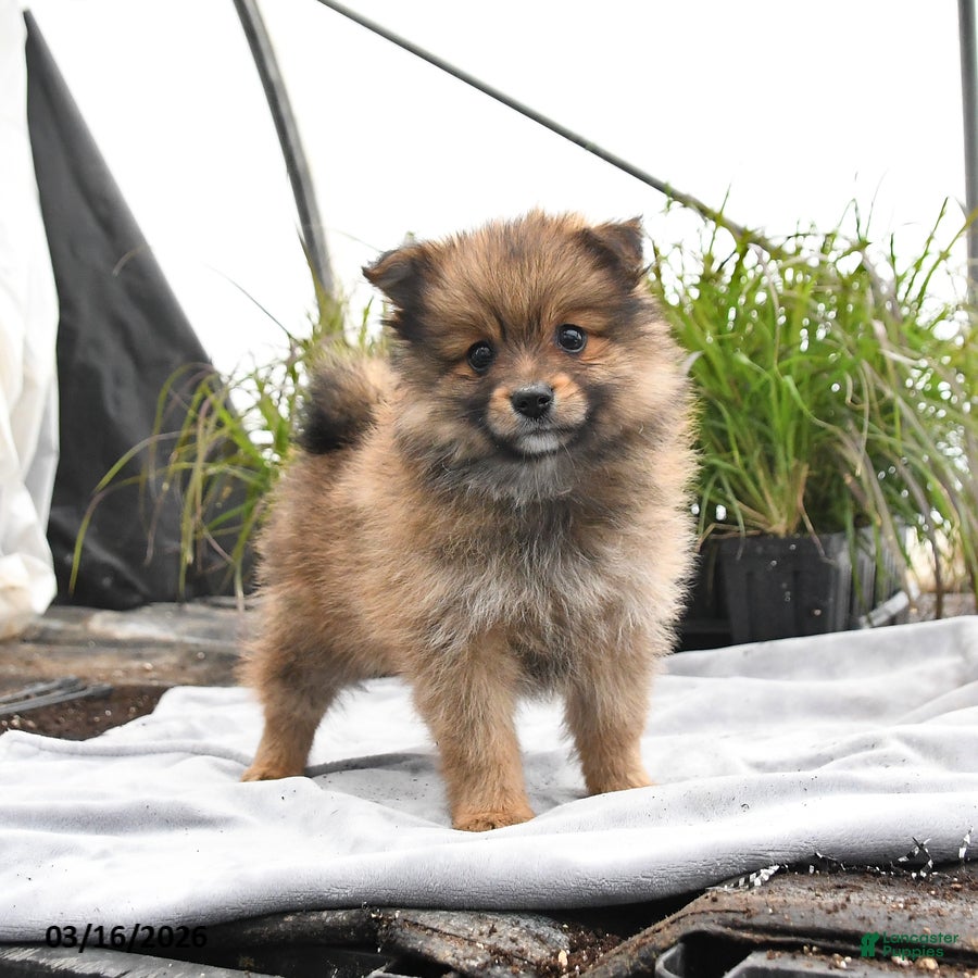 Pomeranian dogs Dexter - Ad 1