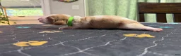 Basset Hound dogs for sale: Fernando- green - Ad 3
