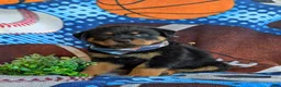 Rottweiler dogs for sale: Diesel - Ad 4