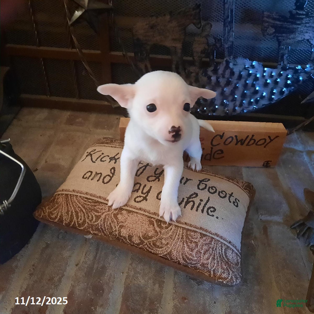 Chihuahua dogs JJ - Ad 13