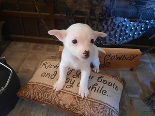 Chihuahua dogs - Ad 29