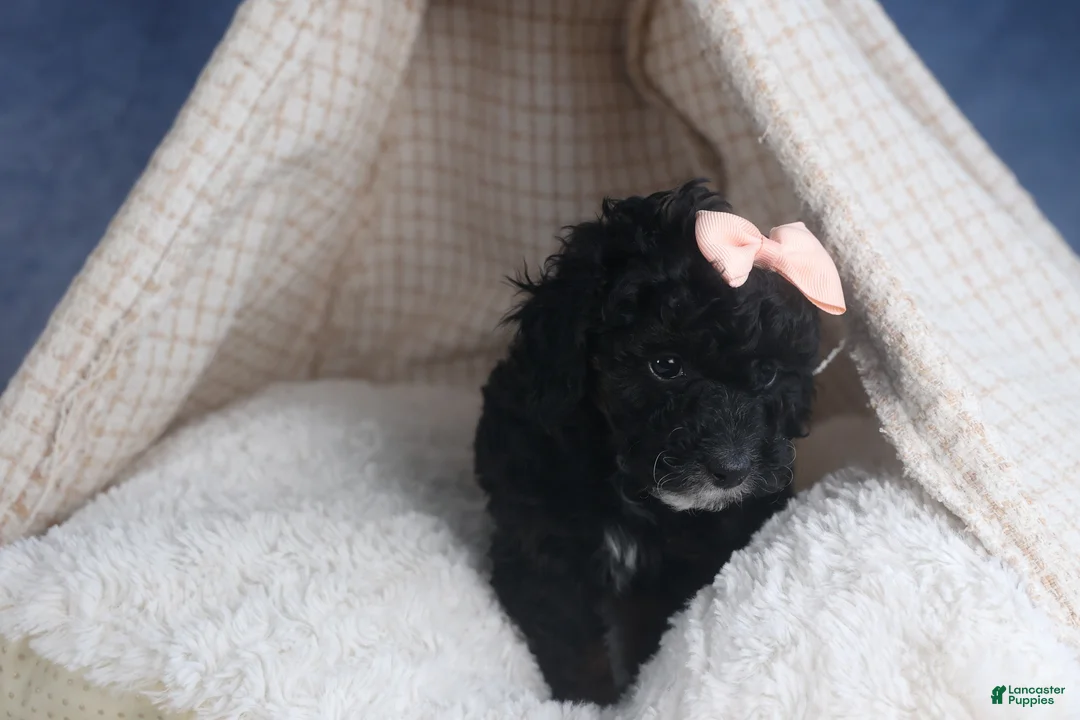 Miniature Poodle dogs for sale: Regan - Ad 13