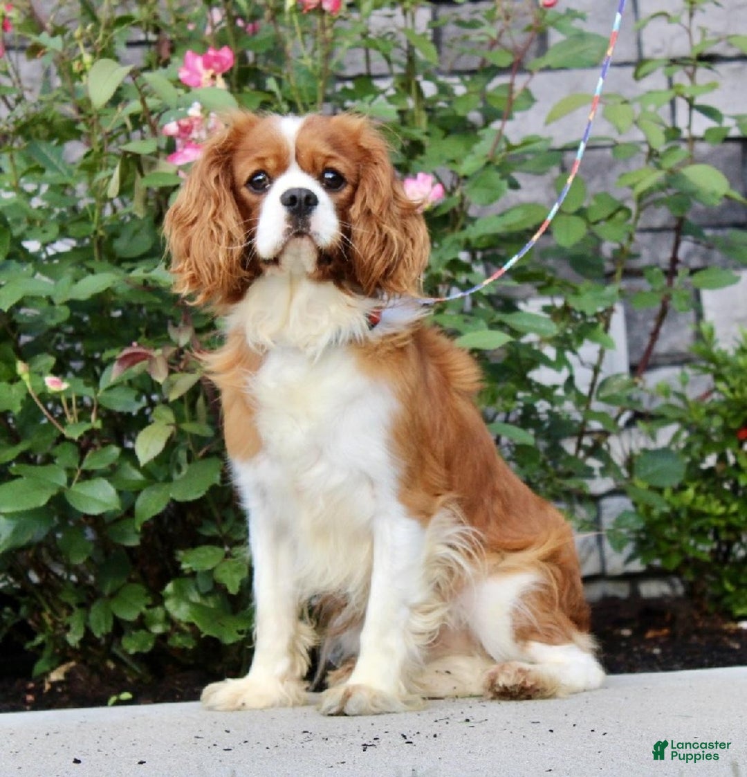 Mixed Breed dogs for sale: Max - Ad 9