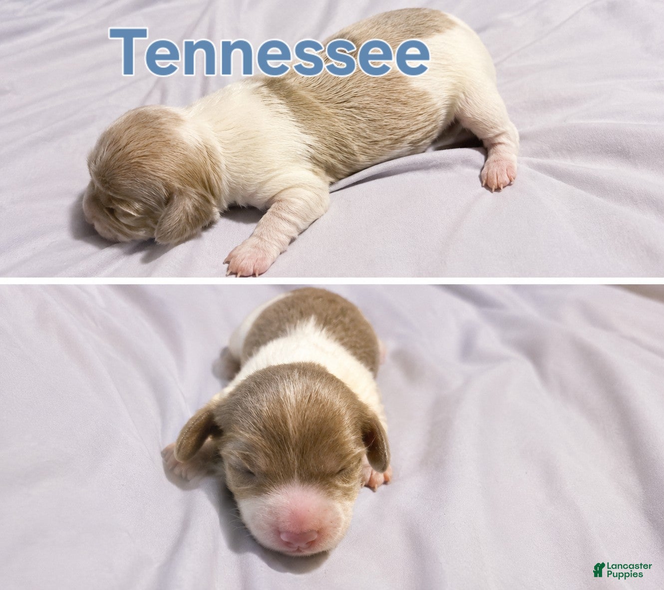 Miniature Dachshund dogs Tennessee - Ad 1