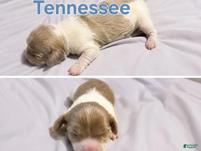 Miniature Dachshund dogs for sale: Tennessee - Ad 2