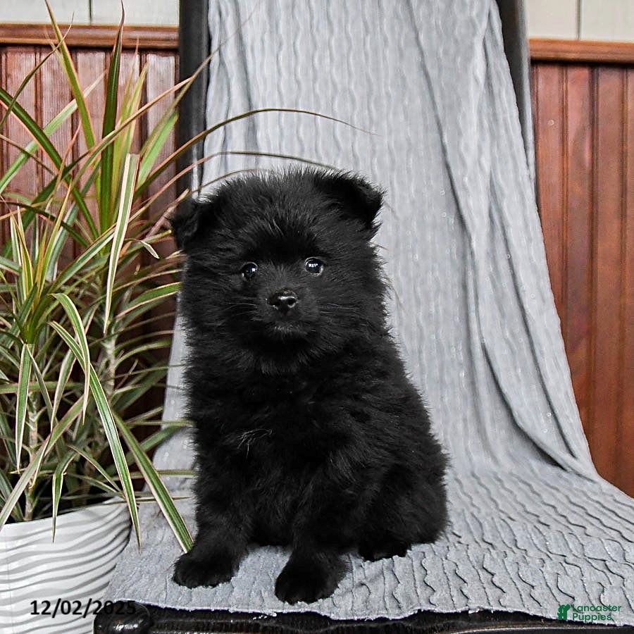 Pomeranian dogs Monty - Ad 30