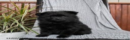 Pomeranian dogs for sale: Monty - Ad 1