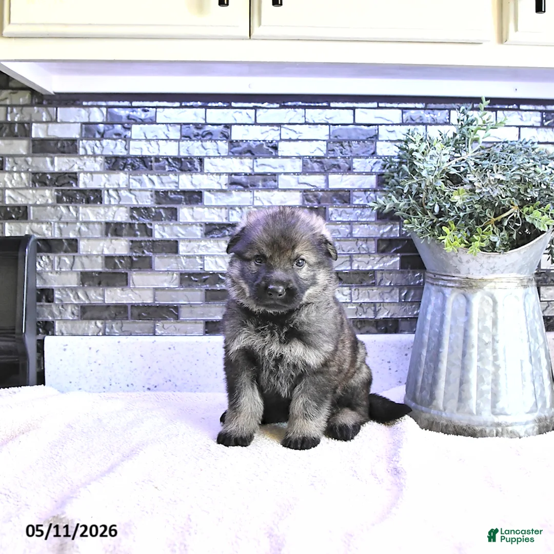 German Shepherd dogs for sale: Denver - Ad 1