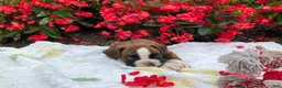 Boxer dogs for sale: Koby - Ad 7