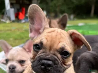 French Bulldog dogs Anna - Ad 3