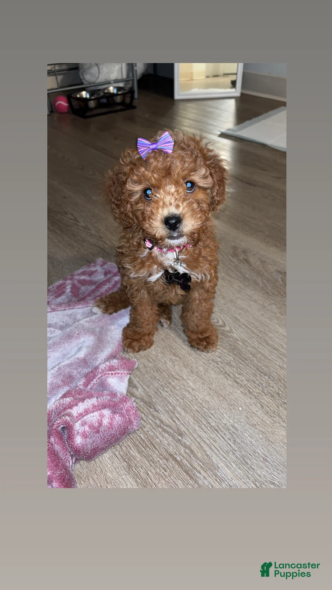 Goldendoodle dogs for sale: Goldendoodle Puppy 2 - Ad 1