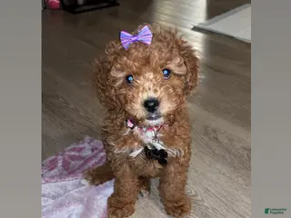 Goldendoodle dogs Goldendoodle Puppy 2 - Ad 40