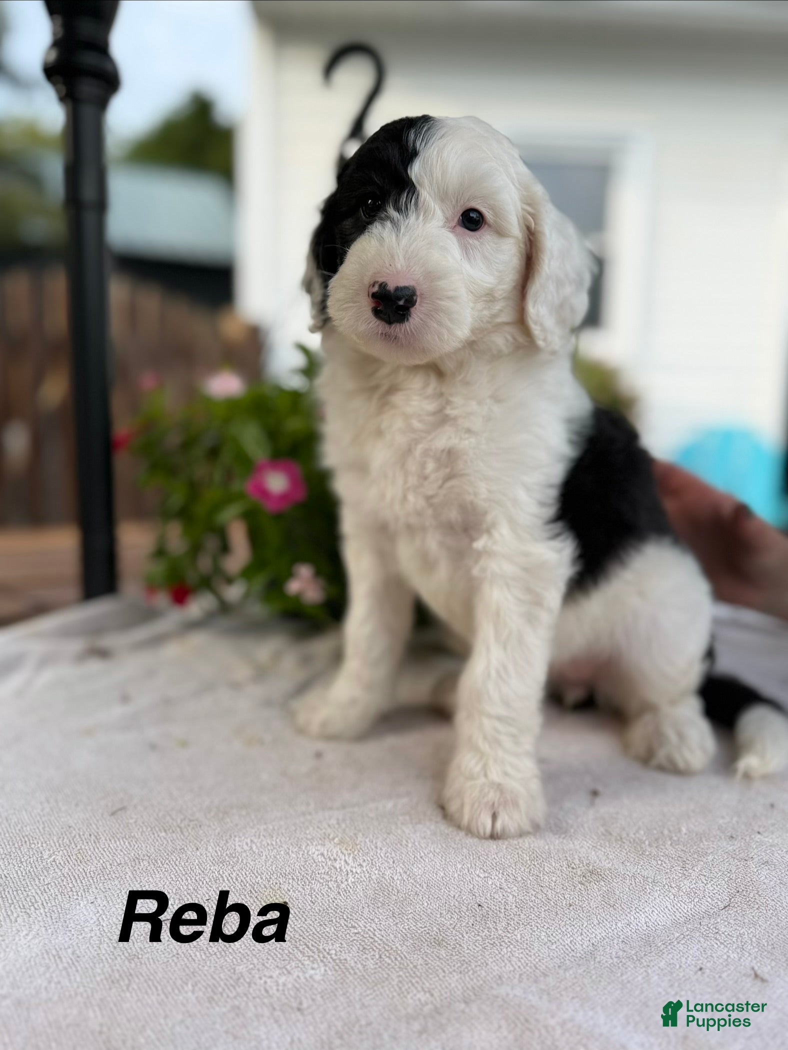 Sheepadoodle dogs Reba - Ad 2