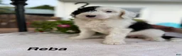 Sheepadoodle dogs for sale: Reba - Ad 2