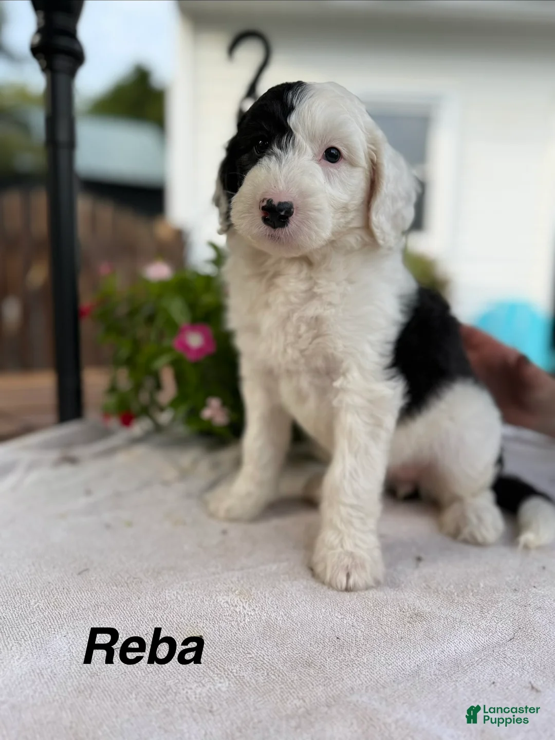 Sheepadoodle dogs for sale: Reba - Ad 2