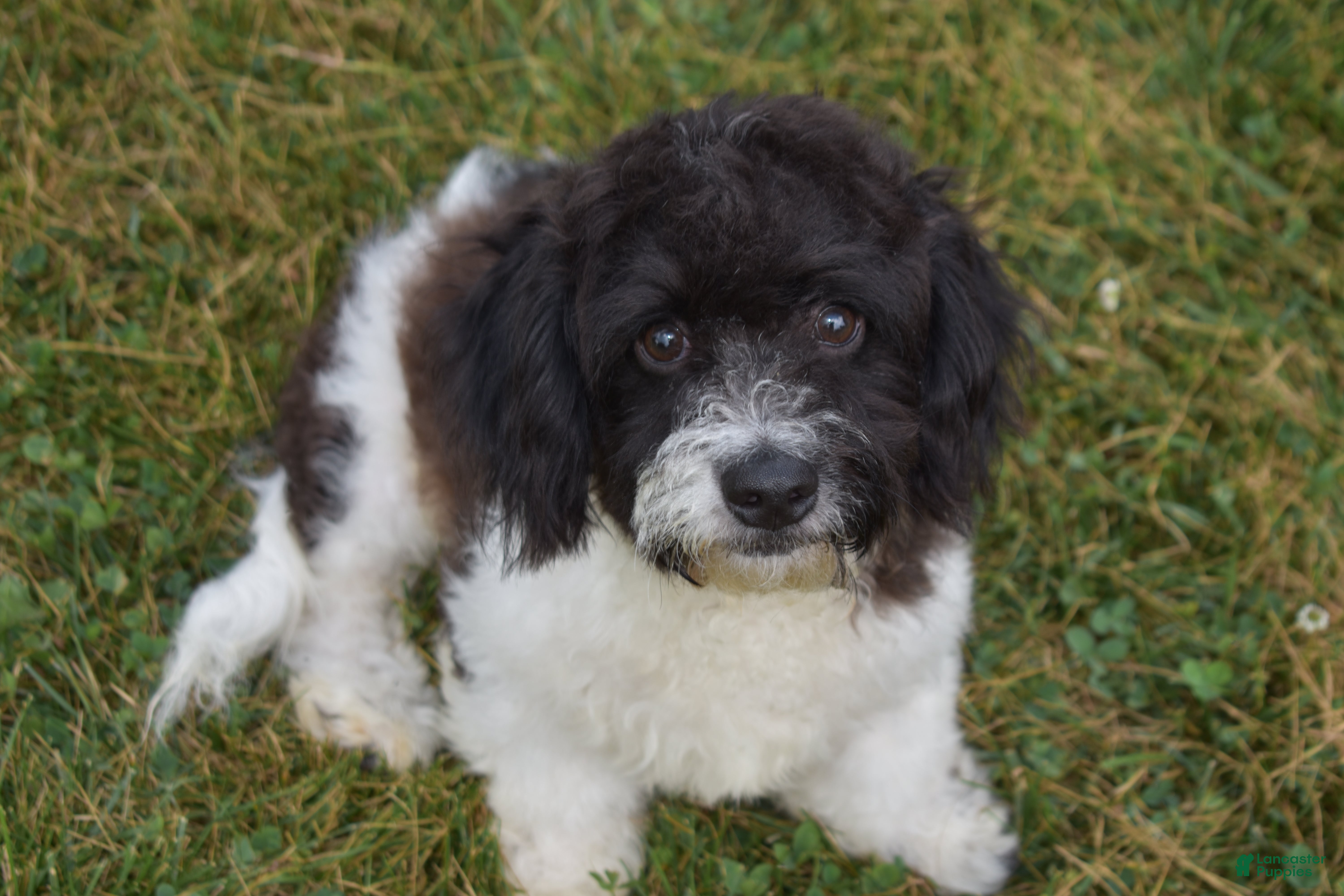 Cavapoo dogs Karson - Ad 1
