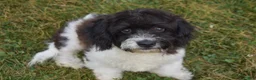Cavapoo dogs for sale: Karson - Ad 1