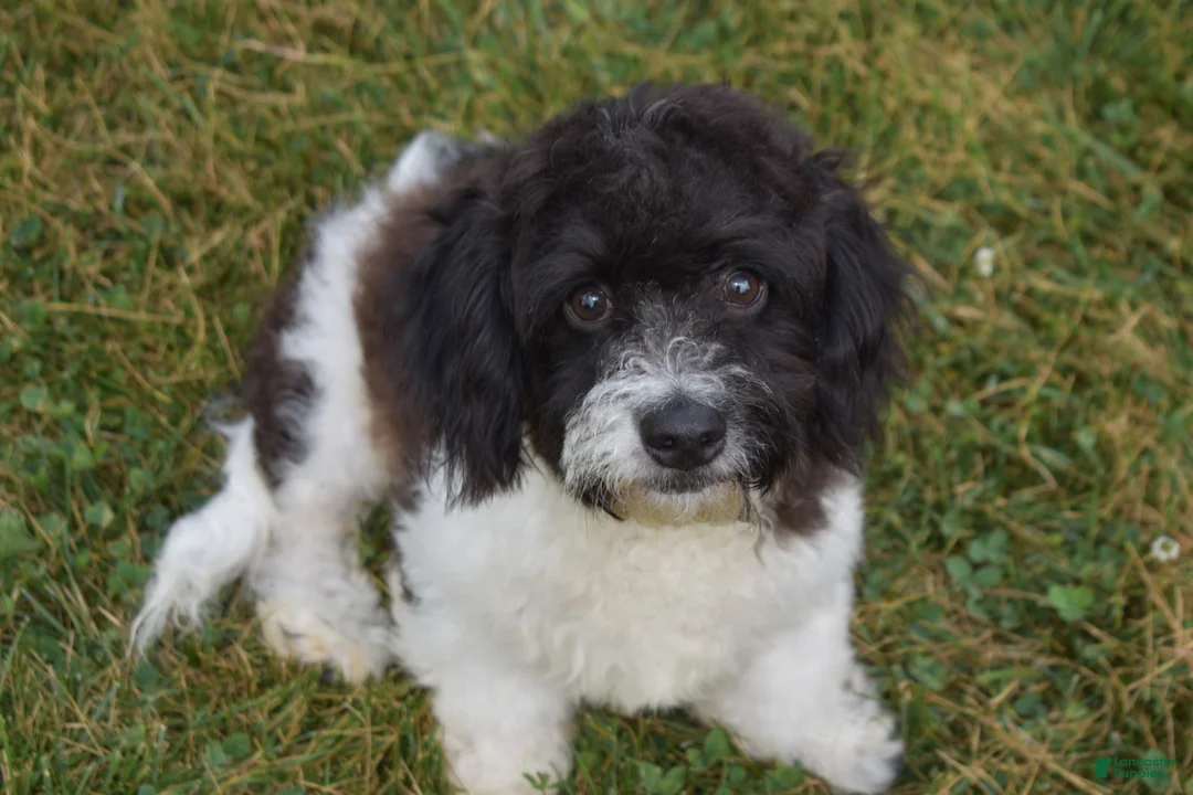 Cavapoo dogs for sale: Karson - Ad 1