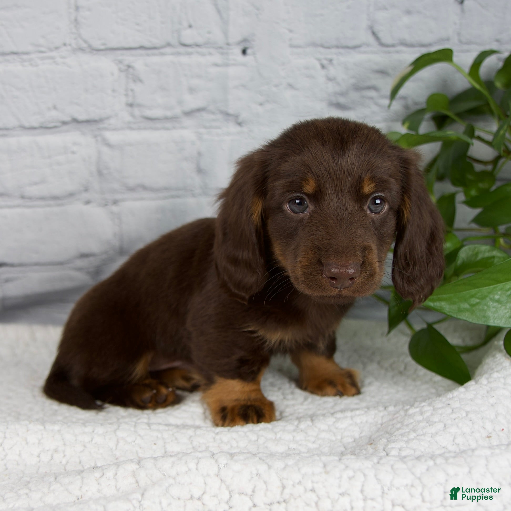 Miniature Dachshund dogs Drew - Ad 6