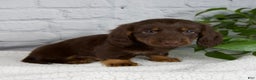 Miniature Dachshund dogs for sale: Drew - Ad 1