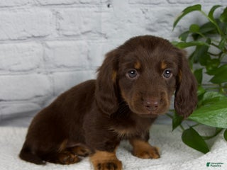 Miniature Dachshund dogs Drew - Ad 6