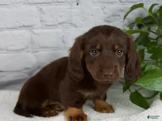 Miniature Dachshund dogs Drew - Ad 29