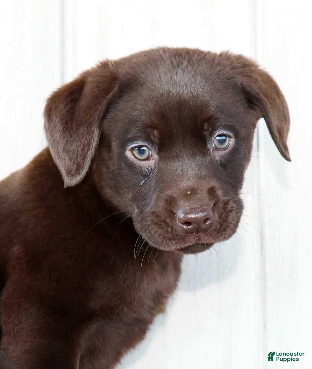 Labrador Retriever dogs for sale: Indie - Ad 9