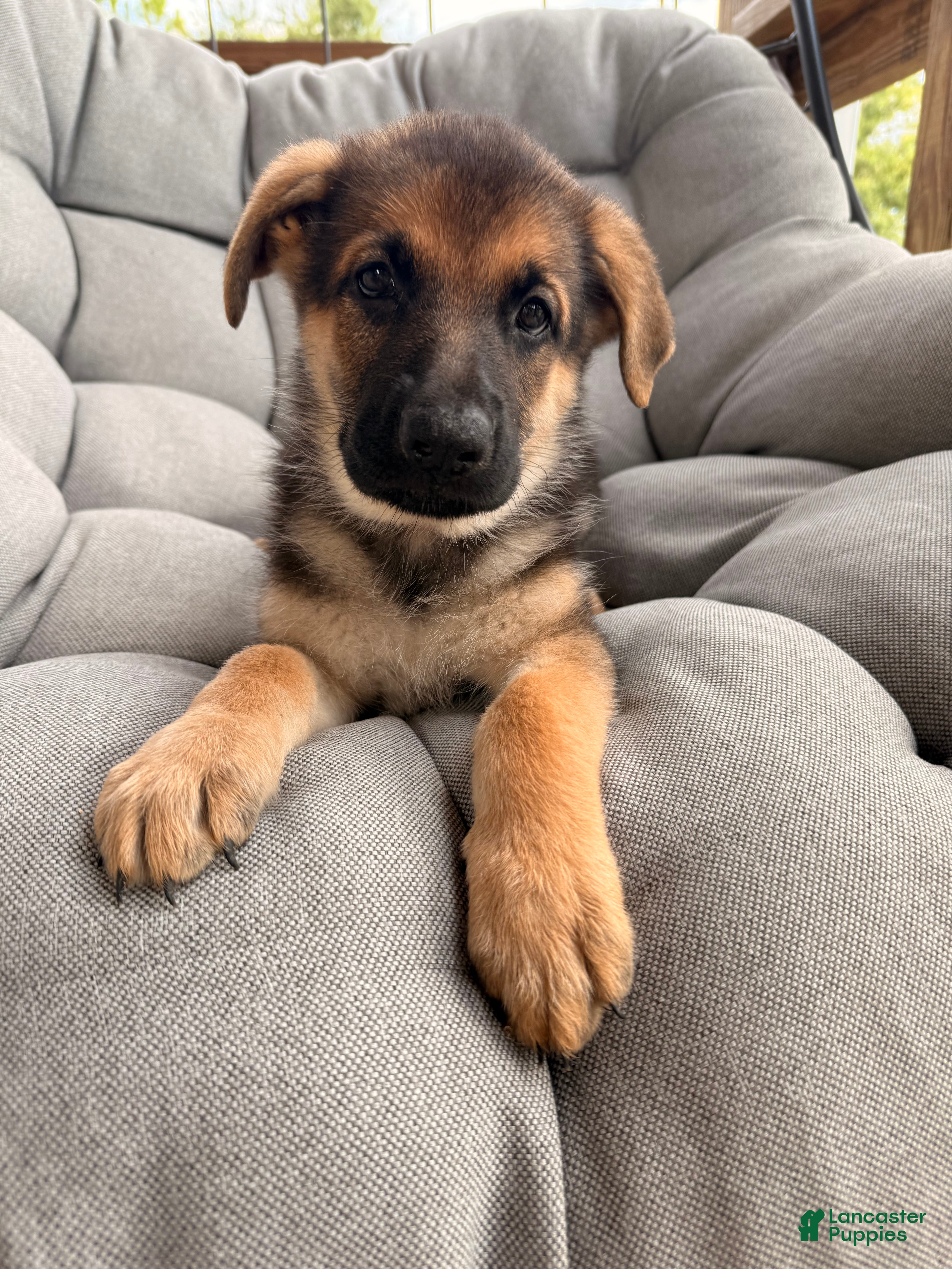 German Shepherd dogs Millie - Ad 19