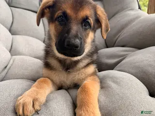 German Shepherd dogs Millie - Ad 19