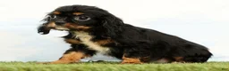 Cavalier King Charles Spaniel dogs for sale: Nina - Ad 4
