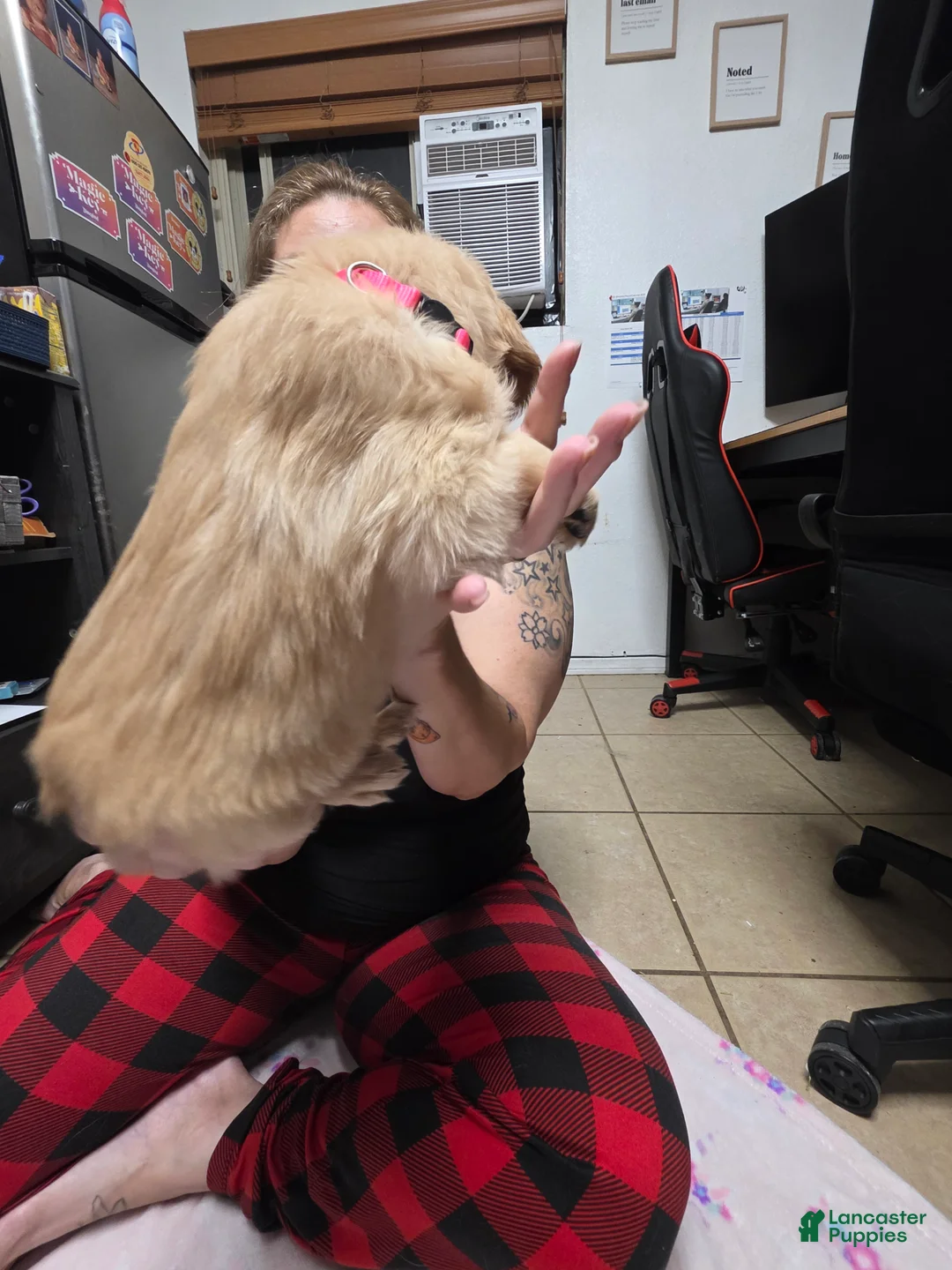 Golden Retriever dogs for sale: Pink collar - Ad 2