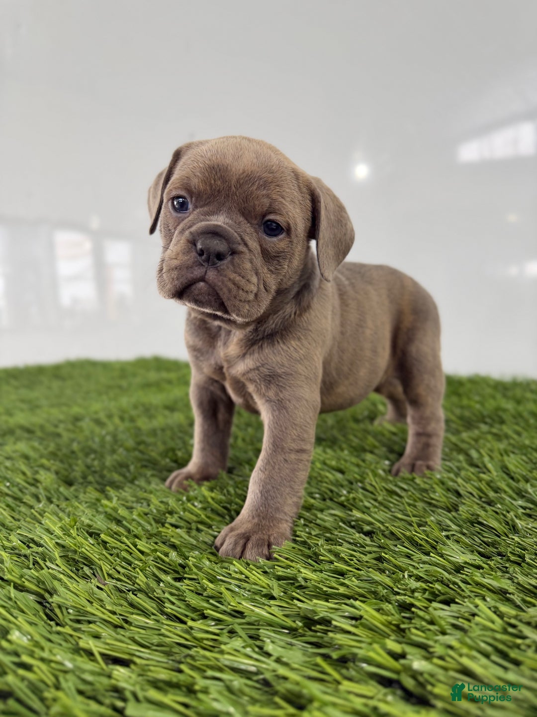 Olde English Bulldogge dogs for sale: Teela - Ad 1