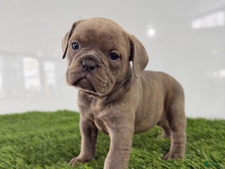 Olde English Bulldogge dogs Teela - Ad 1