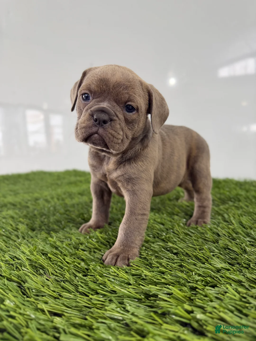 Olde English Bulldogge dogs for sale: Teela - Ad 1